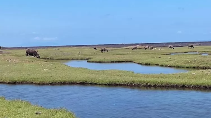 Berikut 5 Aktivitas di Padang Savana Lumajang, Seru Banget!